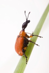 Hazel Leaf-roller (Apoderus coryli) on a blade of grass