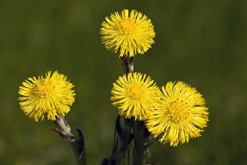Coltsfoot, Butterbur or Foal's Foot (Tussilago farfara), medicinal plant, in bloom