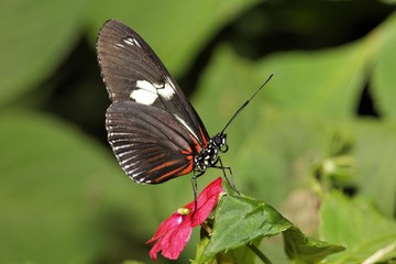 Longwing butterfly (Heliconius sp.), Costa Rica, Central America