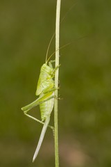 Great green bush cricket (Tettigonia viridissima)