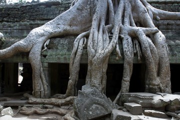 Tree roots on ruins in the Ta Prohm Temple, Siem Reap, Cambodia, Southeast Asia, Asia