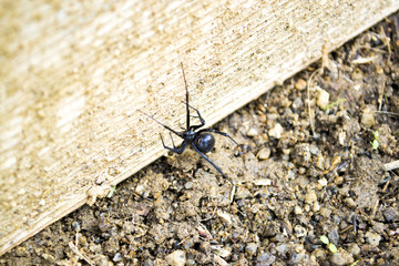 Climbing Spider