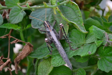 grasshopper