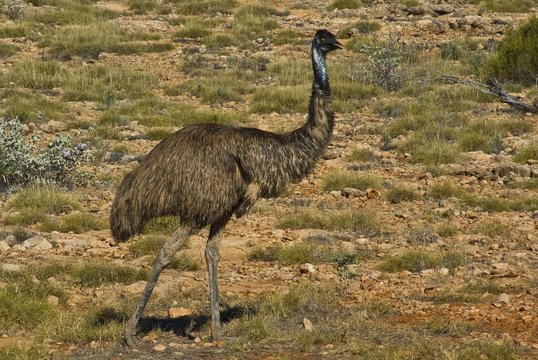 Emu (Dromaius novaehollandiae), Western Australia, Australia, Oceania