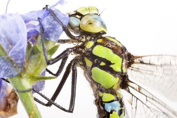 Southern hawker (Aeshna cyanea)