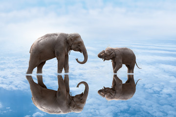 2 elephants on water.