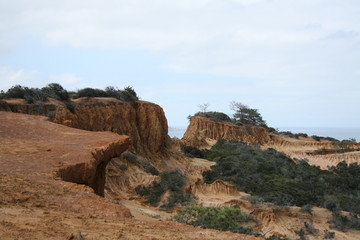 torrey pines