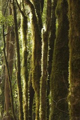 Garajonay National Park, laurel forest, laurisilva, La Gomera, Canary Islands, Spain, Europe