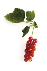 Red Currants or Redcurrants (Ribes rubrum), panicle