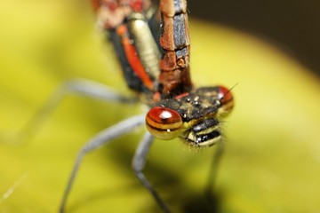 Large Red Damselfly (Pyrrhosoma nymphula) pair, Germany, Europe