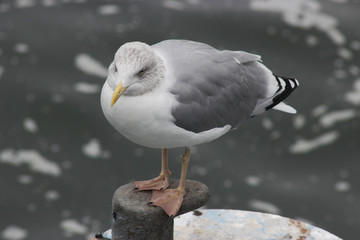 sitzende möve am ufer