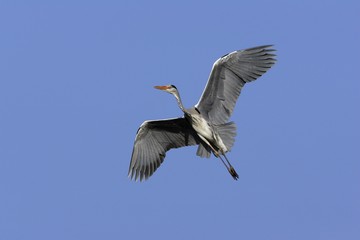 Flying grey heron - gray heron - european common heron (Ardea cinerea)