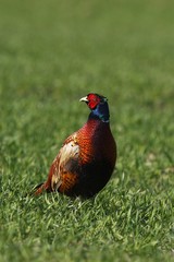 Male Common Pheasant, (Phasianus colchicus), Schleswig-Holstein, Germany, Europe