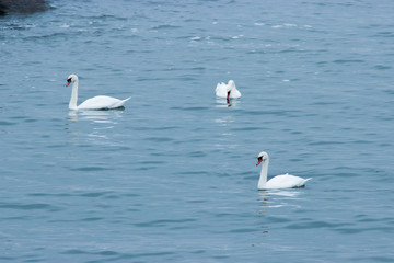 schwan auf dem wasser