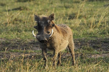 Warthog (Phacochoerus aethiopicus) sweetwater game reserve, Kenya, Africa