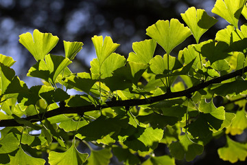 Ginkgo - maidenhair-tree - branch with leaves (Ginkgo biloba)