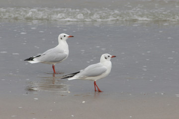 zwei möven am strand an der ostsee