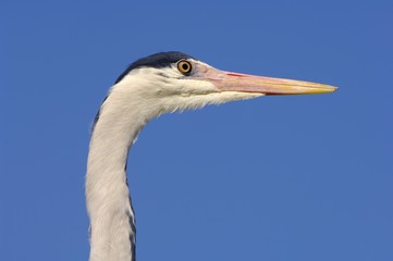 Grey Heron (Ardea cinerea)