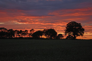 Sunset with tree silhouettes against red evening sky, Rhena, Mecklenburg-Western Pomerania, Germany, Europe