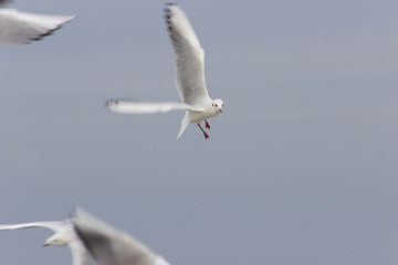 fliegende möve über dem meer