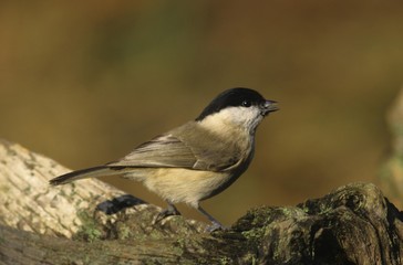 Marsh Tit, Poecile palustris