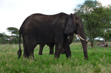 Fototapeta premium The African animals. Tanzania