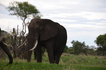 Obraz premium The African animals. Tanzania