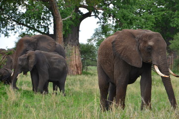 Fototapeta premium The African animals. Tanzania