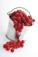 Small tin pail filled with red currants