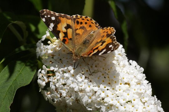 Thistle butterfly sitting on a blooming white butterfly bush - painted lady - (Vanessa cardui) (Cynthia cardui)