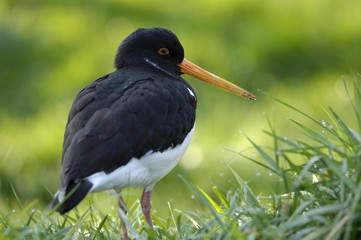 Eurasian Oystercatcher (Haematopus ostralegus)