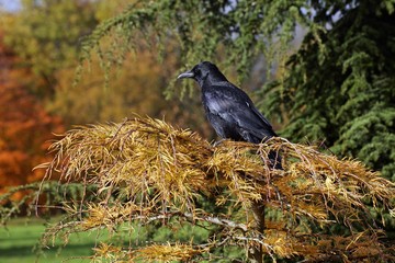 Carrion crow sitting on a tree (Corvus corone corone)