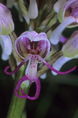 Monkey orchid (Orchis simia), single blossom