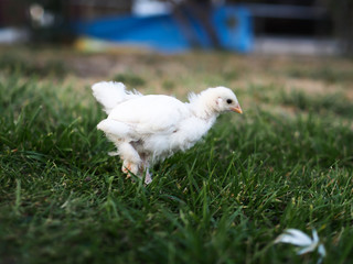 chick walking on grass