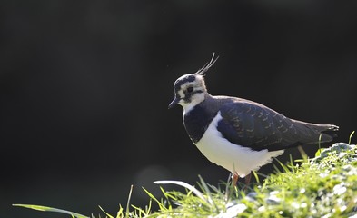 Northern Lapwing also Peewit, Green Plover or Common Lapwing (Vanellus vanellus)