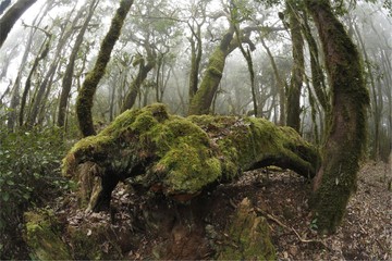 Garajonay National Park, laurel forest, laurisilva, La Gomera, Canary Islands, Spain, Europe