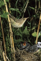 Acrocephalus warbler or Marsh or Reed Warbler (Acrocephalus scirpaceus), family passerine, and...