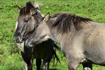 Konik horses - social behaviour (Equus przewalskii f. caballus)