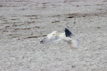 tief fliegende möve am strand