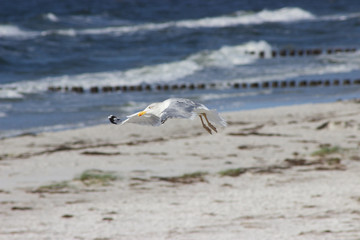 tief fliegende möve am strand