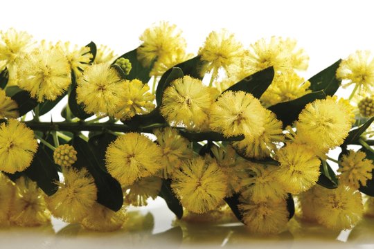 Kangaroo Thorn or Prickly Wattle (Acacia armata)