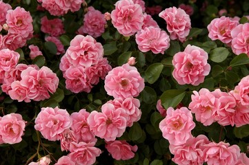 Pink Rose (Rosa) flowers