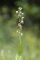 Broad-leaved Helleborine (Epipactis helleborine), Untergroeningen, Baden-Wuerttemberg, Germany, Europe