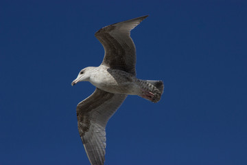 fliegende möve