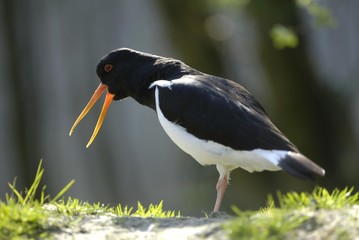Eurasian Oystercatcher (Haematopus ostralegus)