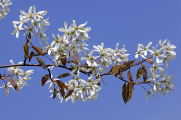 Flowering allegheny service berry in spring