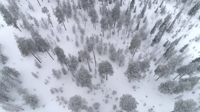 AERIAL CLOSE UP Flying through mystical pine forest covered in fresh snow on winter day. Snowy spruce forest under thick snow blanket in winter morning. Conifer woods under fresh snow in quiet winter