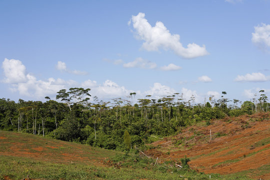 Clearing of rainforest near Pital, Costa Rica, Central America