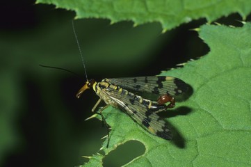 Mouche Scorpionfly (Panorpa communis), Parnorpa family of Scorpionflies