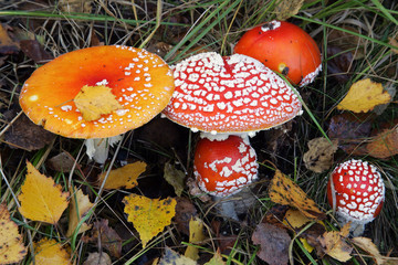 Fly amanita - fly agaric - toadstool - mushroom (Amanita muscaria)